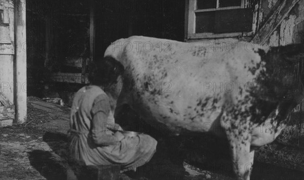 Milking a cow 1916