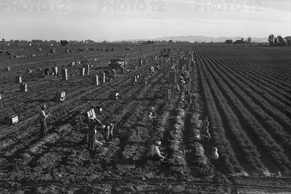 Crating Carrots 1939