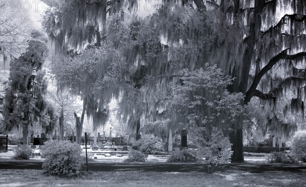 Old Live Oak Cemetery, Selma, Alabama 2010