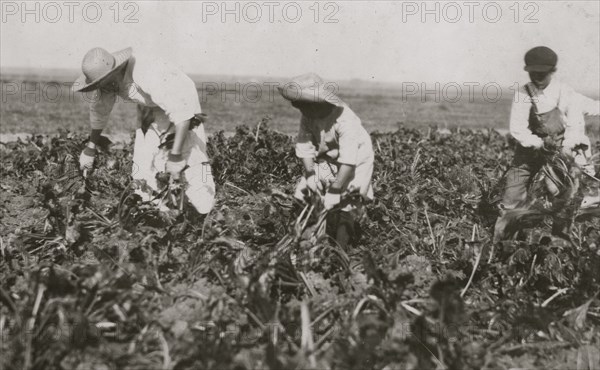 Part of Walker family pulling and piling beets. 1915