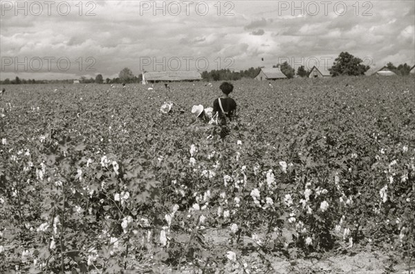 Picking cotton, Nugent Plantation, Benoit, Mississippi Delta, Mississippi 1939