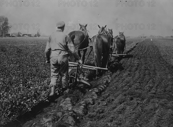 Plowing under red clover for corn