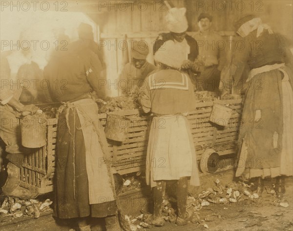 African American Boy works as an Oyster Shucker 1913