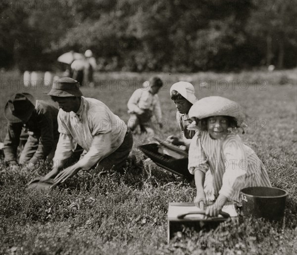 Two little Portuguese pickers. 1911