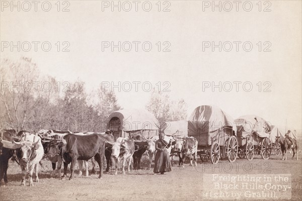 Freighting in the Black Hills 1890