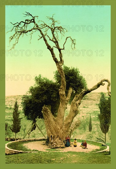 Abraham's Tree Mamreh on the West Bank 1900