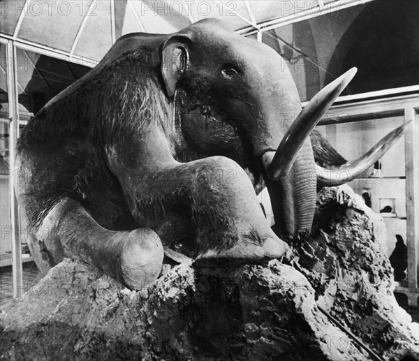 The berezovka mammoth on display at the leningrad zoological museum of the ussr academy of sciences in 1964, the frozen woolly mammoth remains were found near the berezovka river (a tributary of the kolyma river) in the magadan region of russia in 1902.