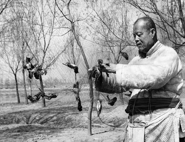 More than 400,000 grain-eating sparrows were wiped out in the three day all-out war on them which ended april 21, 1958, 85 year old chang teh has played a brilliant part in the war against the sparrows, he caught over 30 sparrows with nets on an islet early in the morning of april 20th.