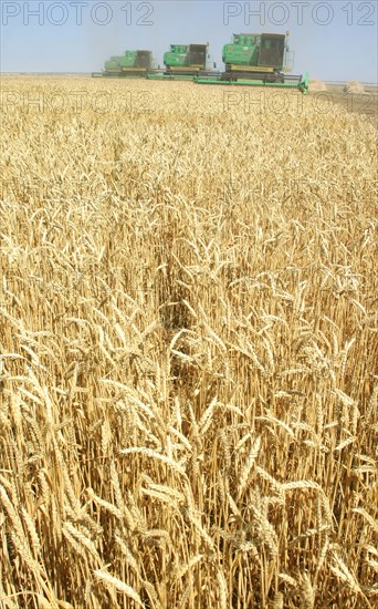 Wheat harvesting on the fields of the privolnoye farm in svetloyarsk district, russia's volgograd region, july 2006.