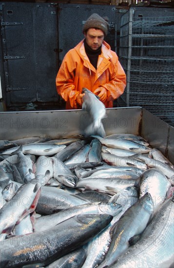 Koryak autonomous area, russia, eviscerated salmon are at the fish processing shop in ayanka village, the koryak autonomous area, salmon fishing season is underway off koryakia's east coast, august 2, 2006.