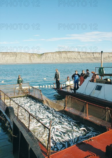 Kamchatka, russia, august 16, 2007, fishermen on a fishing vessel near a net full of fish off kamchatkai´s east coast where the salmon fishing season is underway.