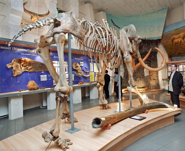 A mammoth skeleton is on display at the mammoth museum of the institute of applied ecology of the north, academy of sciences of the republic of sakha (yakutia), the skeleton was unearthed in churapchinsky ulus (region) in 1990, march 18, 2005.