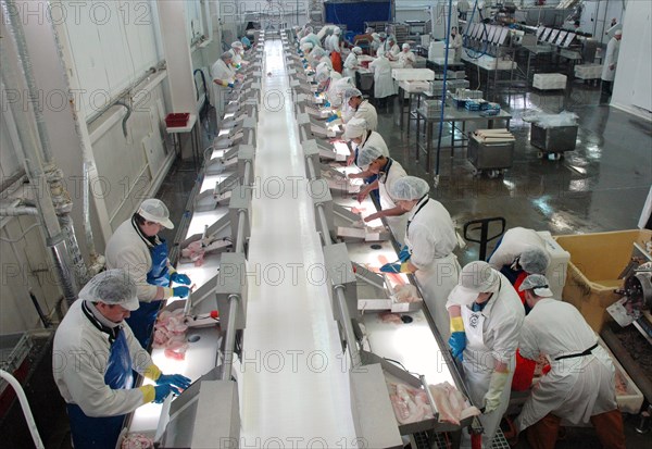 Murmansk, russia, july 9, 2008, the workshop of fish fillet producing at the nord-west fish processing plant.