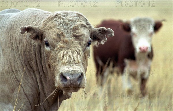 Hereford calves,the southern urals region, russia.