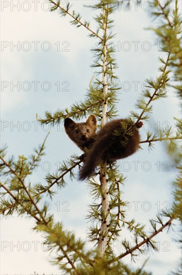 A bagruzin sable in a tree in siberia, russia, 1990s.