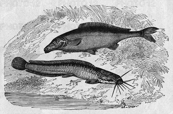 Fishes from the Nilo