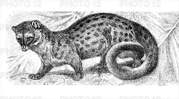 Rusty-Spotted Genet