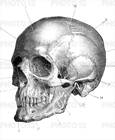 Human Skull Bones