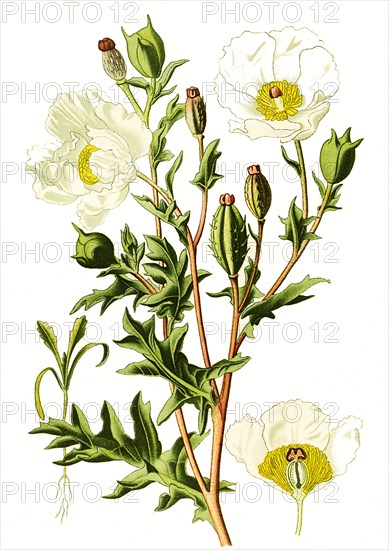 Argemone Mexicana Mexican Poppy