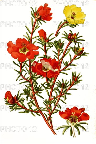 Portulaca Grandiflora