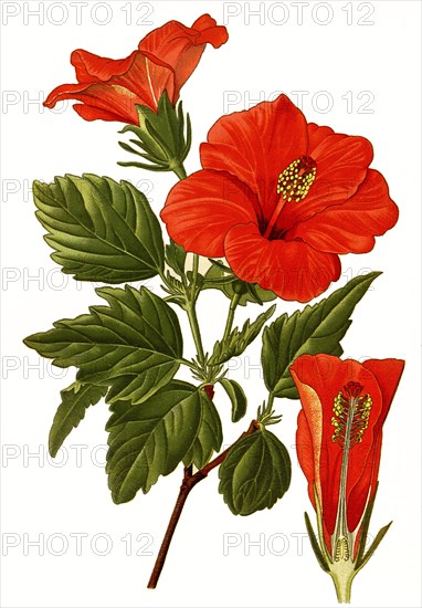 Hibiscus Rosa-Sinensis