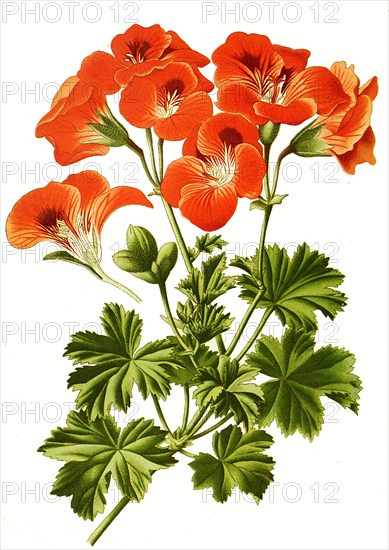 Pelargonium Grandiflorum