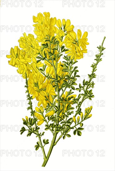 Cytisus Canariensis