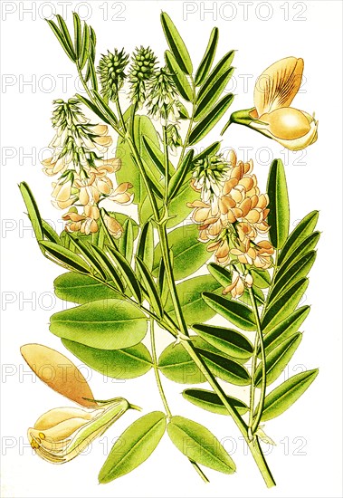 Galega Officinalis