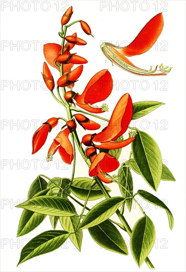 Erythrina Crista Galli