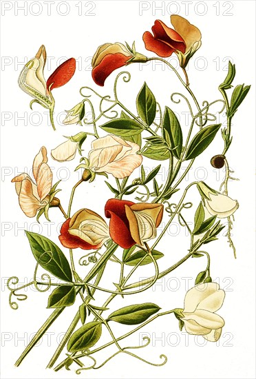 Lathyrus Odoratus