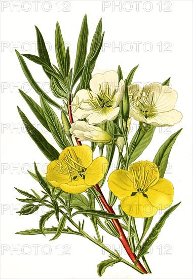 Oenothera Speciosa