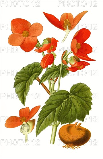 Tuberous Begonia Hybrid