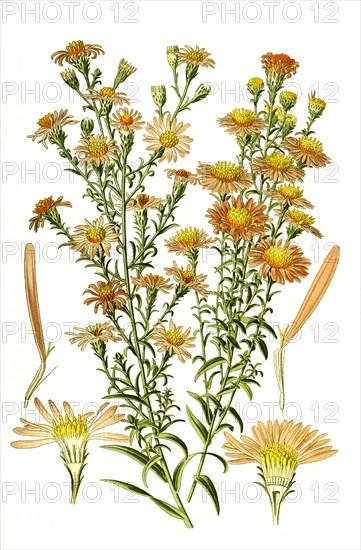 Aster Versicolor