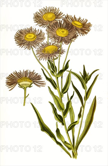 Erigeron Speciosum