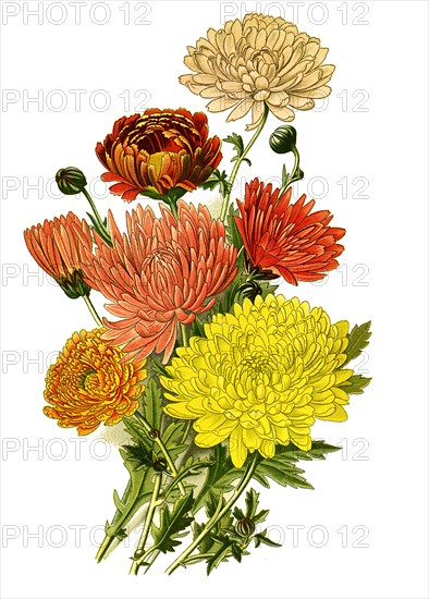 Chrysanthemum Sinense Var.