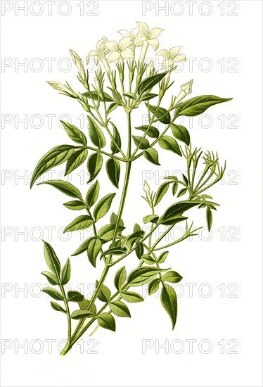 Jasminum Officinale