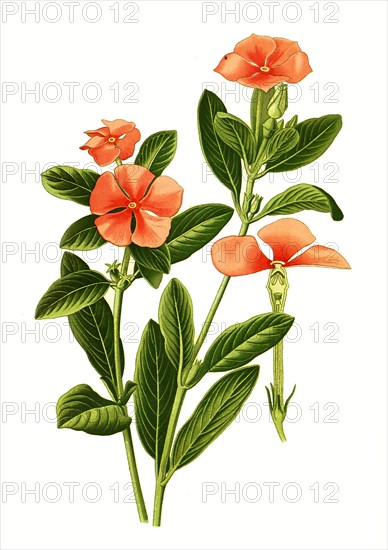 Vinca Rosea