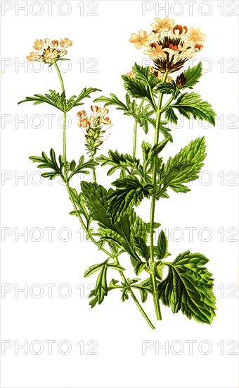 Verbena Aubletia