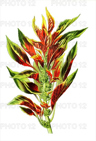 Amaranthus Tricolor