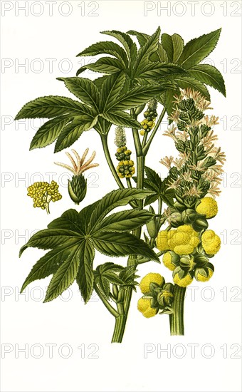 Ricinus Communis