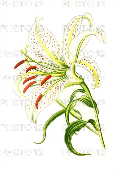 Lilium Auratum