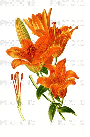 Lilium Croceum