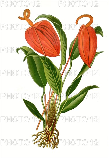 Anthurium Scherzerianum