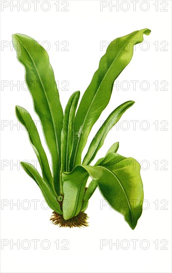 Asplenium Nidus