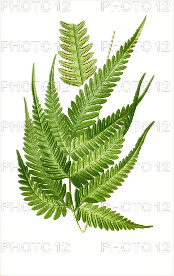 Pteris Quadriaurita Var Argyraea