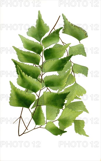 Adiantum Trapeziforme