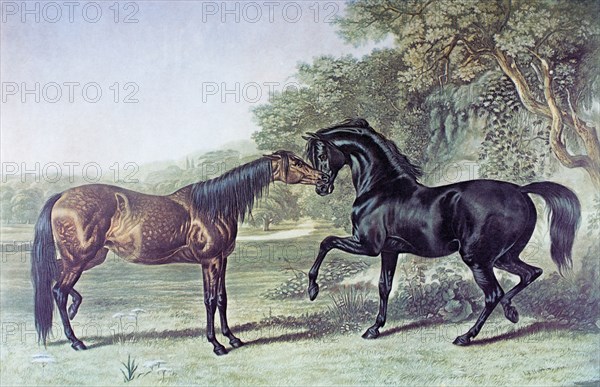 Two horses meeting