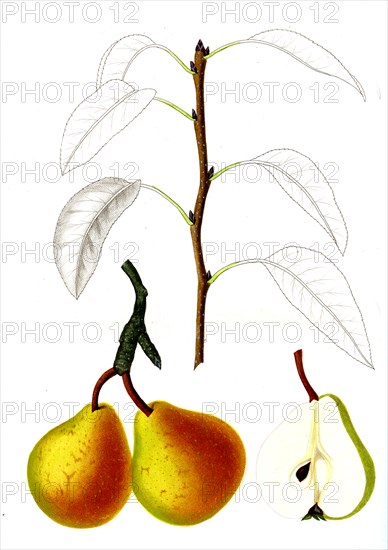 French pear varieties