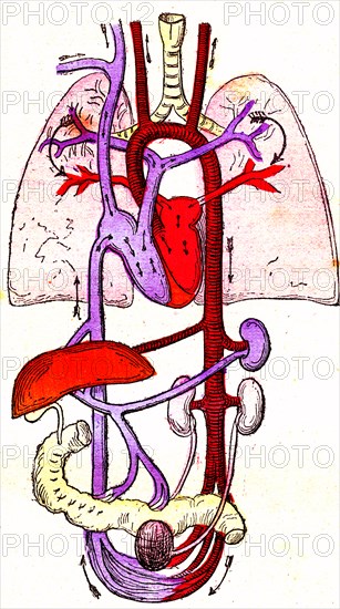 Hematosis and blood circulation, 'life and health ' by dr jules rengade paris 1881