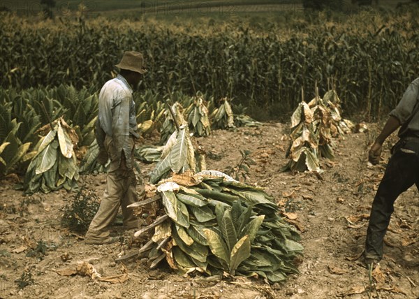 Cutting Burley tobacco